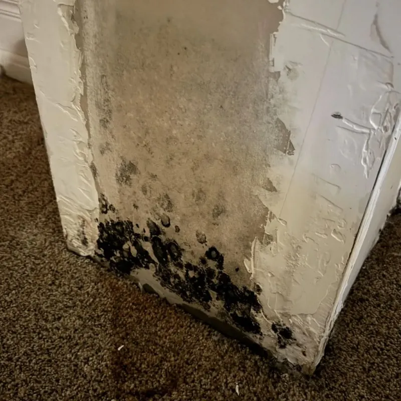 Professional Mold Removal in Chinle, AZ